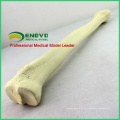 TF08 (12319) Synthetic Bones - Tibia (Direita ou Esquerda), SWABone Models / Skeleton of Lower Limb / Tibia